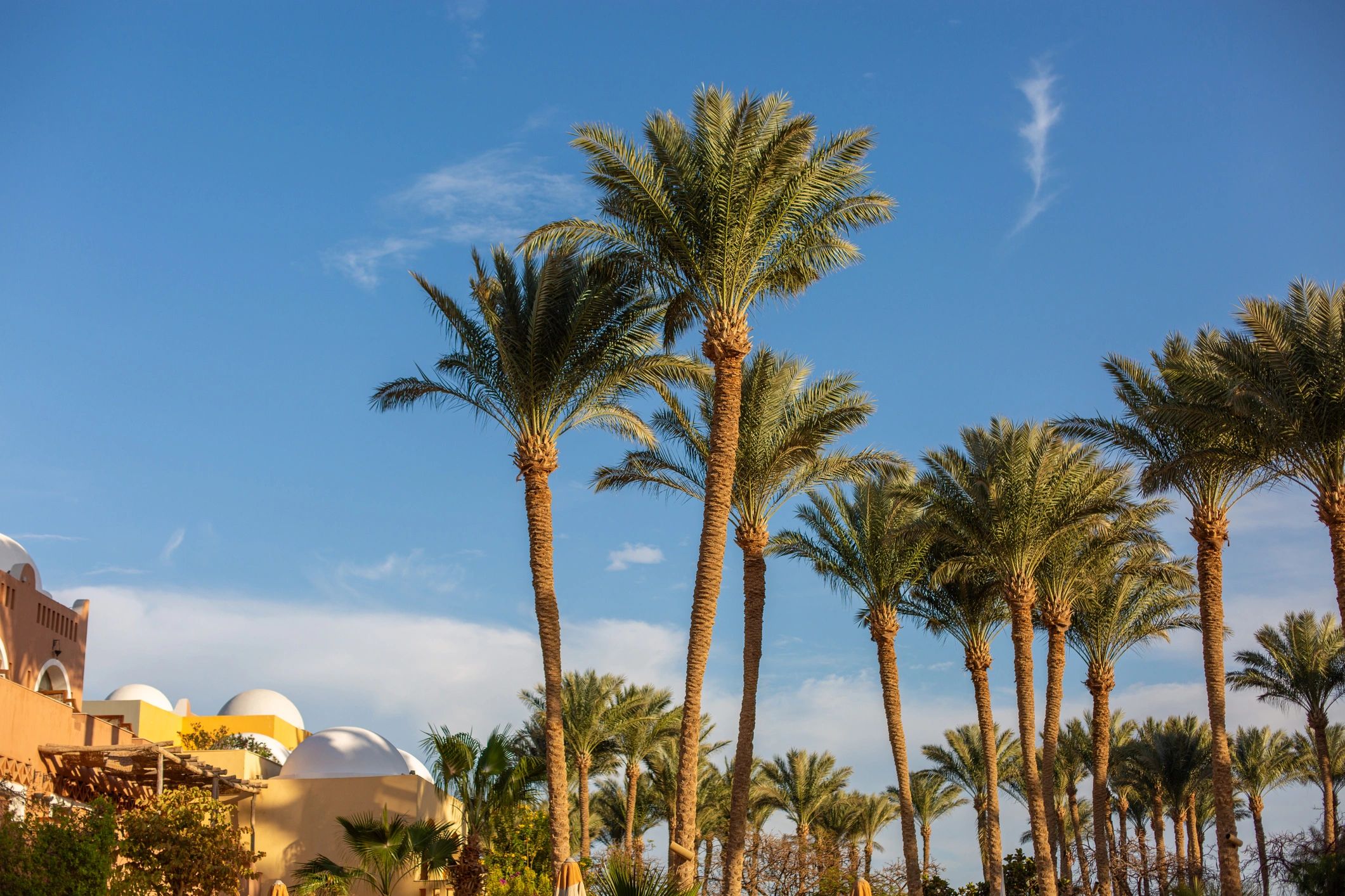 Resort-style buildings with palm trees under a blue sky